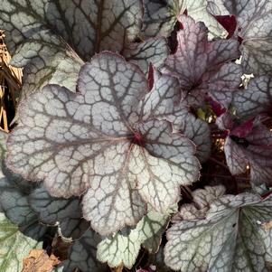 Heuchera x 