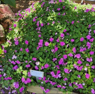 Impatiens 'Blue Pearl'