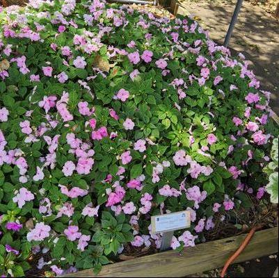 Impatiens 'Light Pink'