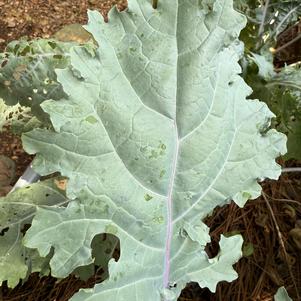 Kale 'Red Russian'