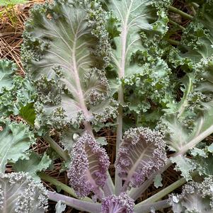 Kale 'Yokahama Red'