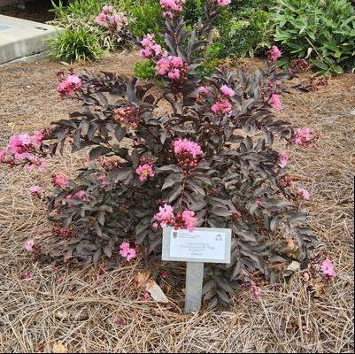 Lagerstroemia 'Pink Marquis™'