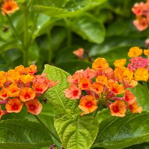 Lantana 