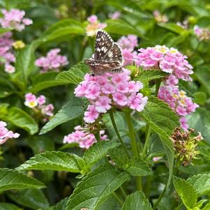 Lantana 'Lavender'