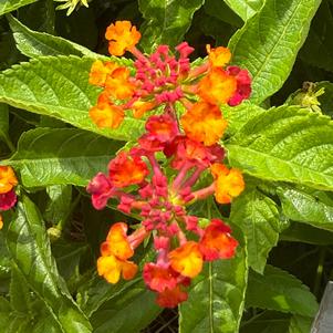 Lantana 'Neon'