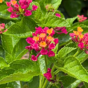 Lantana 'Pink'