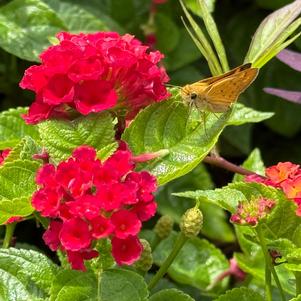 Lantana 'Red Topaz'