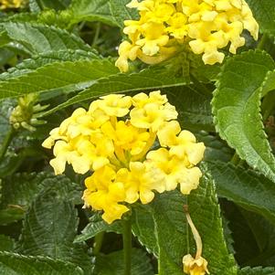 Lantana 'Yellow'