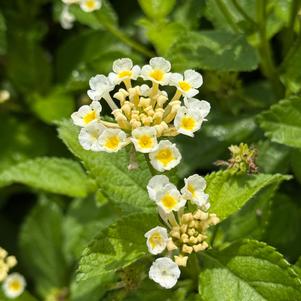 Lantana camara 'Coconut'
