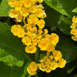 Lantana camara 'Pineapple'