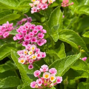 Lantana camara 'Pink Lemonberry'
