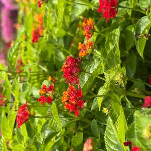 Lantana camara 'Red Chili'