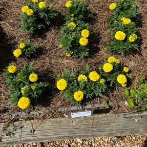 Marigold 'Taishan Yellow'