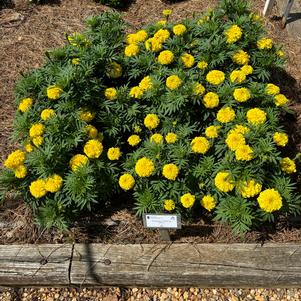 Marigold F1 'Entry'