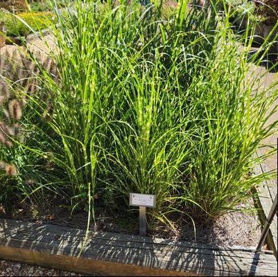 Miscanthus sinensis 'High Frequency'