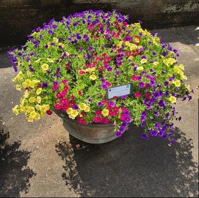 MixMasters™ 'Bloom Me Away'