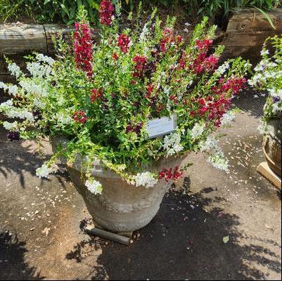 MixMasters™ 'Heavy Petal'