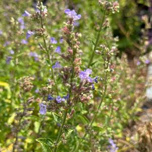 Nepeta 'Lilac'