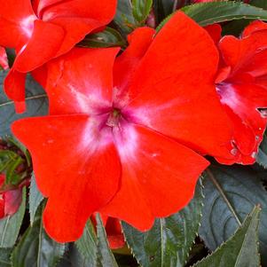 New Guinea Impatiens 'Orange Glow'