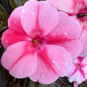 New Guinea Impatiens 'Pink Flame'