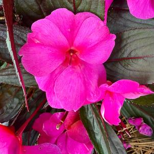 New Guinea Impatiens 'Violet Shadow'