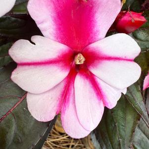 NGI 'Violet Star'