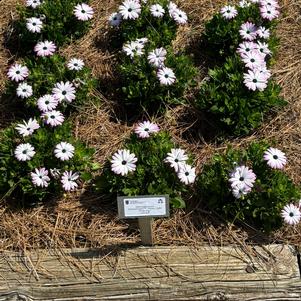 Osteospermum 'Petite Light Pink+Eye'