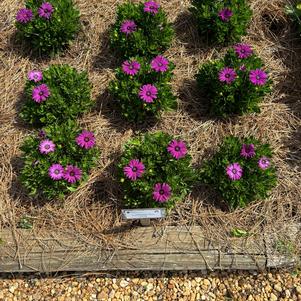 Osteospermum 'Petite Purple'