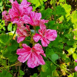 Pelargonium 'Pink Batik'