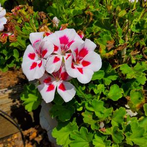 Pelargonium 'White Splash'
