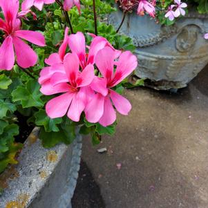 Pelargonium interspecific 'Salmon'