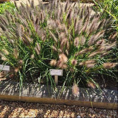 Pennisetum aloepecuroides 'Water to Wine'