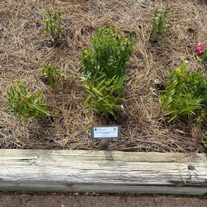 Penstemon 'Light Pink'