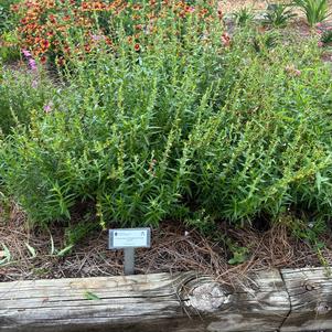 Penstemon 'Purple'