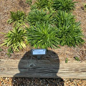 Penstemon 'Purple'