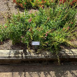 Penstemon 'Red (Quartz Red)'