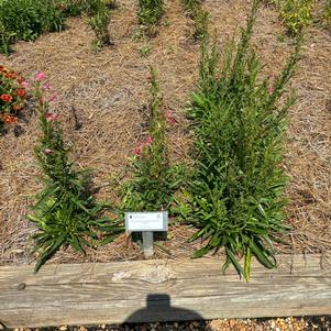 Penstemon 'Ruby'