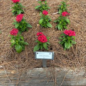 Pentas 'Kaleidoscope Deep Rose'