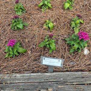Pentas 'Violet Improved'