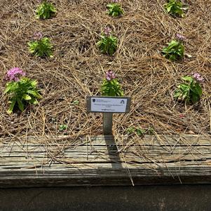 Pentas lanceolata 'Lilac'