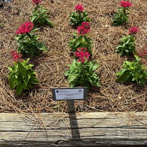 Pentas lanceolata 'Lipstick'
