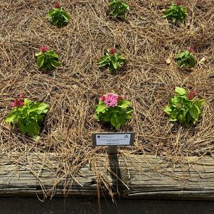Pentas lanceolata 'Pink Bicolor'