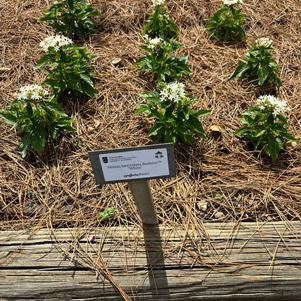 Pentas lanceolata 'White'