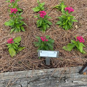 Pentas F1 'Entry'