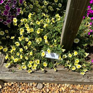 Petunia 'Bees Knees'