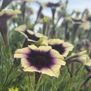 Petunia 'Blackberries & Cream'