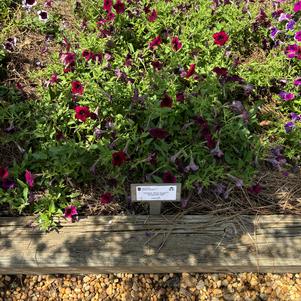 Petunia 'Burgundy Sky'