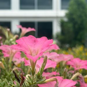 Petunia 'Cashmere Pink'