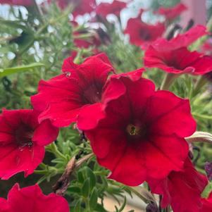 Petunia 'Crimson'