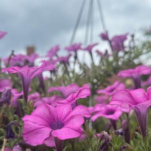 Petunia 'Crystal Pink'